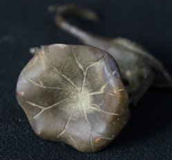 Crane and the frog 1800