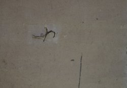 Early spring Ume 1850