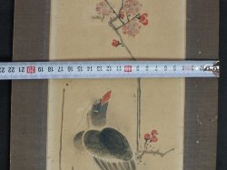 Early spring Ume 1850