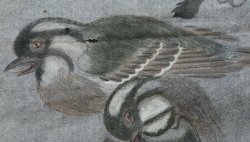 Edo Sumi-e birds 1800