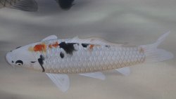 Floating Koi watercolor 1980