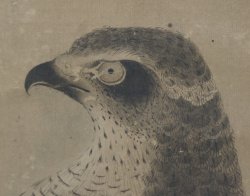 Fujinyorō falcon 1760 Edo