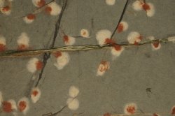 Full moon Ume Washi 1960