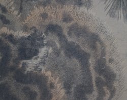 Gyoshu tiger 1900