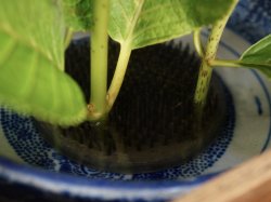 Ikebana Wabisabi craft 1900