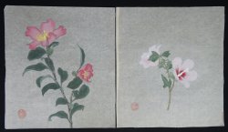 Japan floral sketch 1910 
