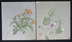 Japan floral sketch 1910 