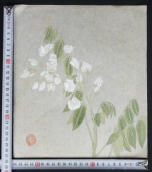 Japan floral sketch 1910 
