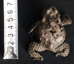 Kaeru frog sculpture 1900