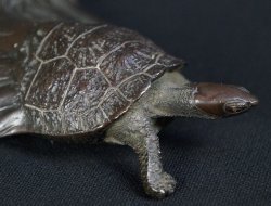 Kame bronze sculpture 1800