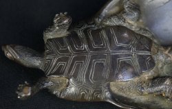 Kame bronze sculpture 1800