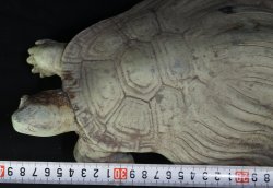 Kame garden turtle 1900s