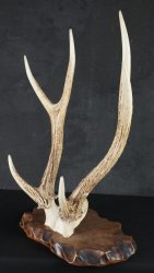 Katana-Kake shika horn 1950