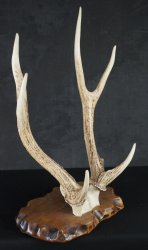 Katana-Kake shika horn 1950