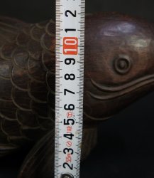 Koi carp Jizai 1900
