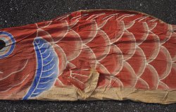 Koi carp kite 1950