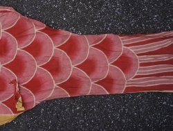 Koinobori spring flag 1900