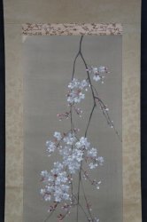 Kouun midnight Sakura 1900