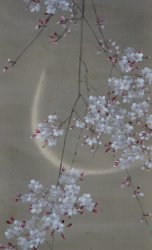 Kouun midnight Sakura 1900