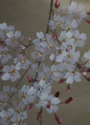 Kouun midnight Sakura 1900