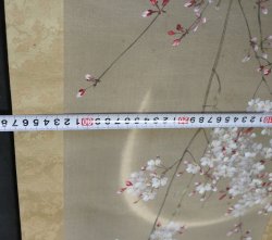 Kouun midnight Sakura 1900