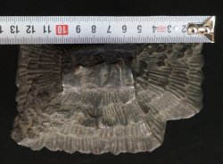 Kuzuya Koro1950 incense