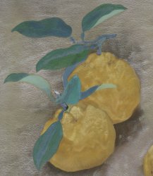 Manzou lemons 1900