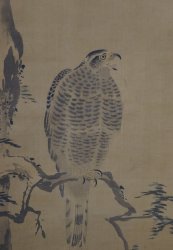 Michinobu falcons 1760
