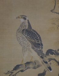 Michinobu falcons 1760