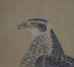 Michinobu falcons 1760