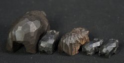 Miniature Kuma 1900