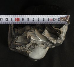 Minimalist Suiteki 1900