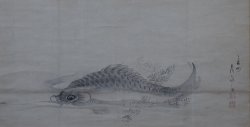 Ojiroyama carp 1700