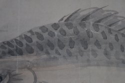 Ojiroyama carp 1700