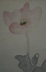 Poppy scroll watercolor 1900