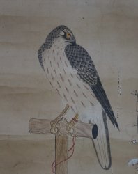 Samurai Takagari 1800