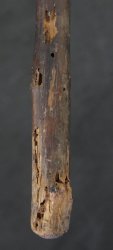 Shakujyo Japan Zen 1900