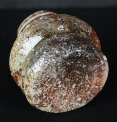 Shigaraki Kakebana 1970