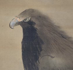 Shuseki Taka eagle 1800