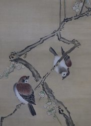 Sparrow on Ume 1880