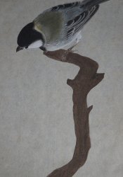 Spring bird Suzume 1900