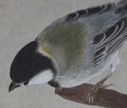 Spring bird Suzume 1900