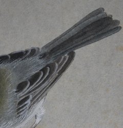 Spring bird Suzume 1900