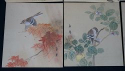 Suzume birds 1900