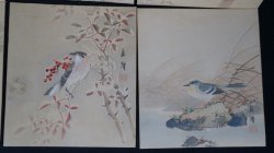 Suzume birds 1900