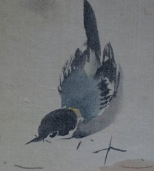 Suzume birds 1900