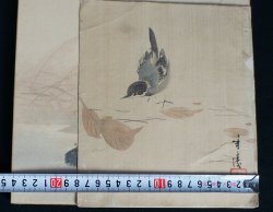 Suzume birds 1900