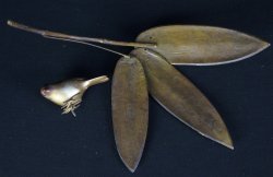 Suzume on bamboo1900