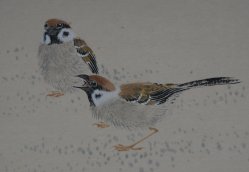Suzume sparrow1970