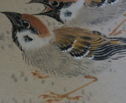Suzume sparrow1970